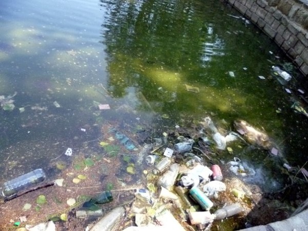 Загрязненные водоемы являются отличной средой для размножения комаров, которые становятся переносчиками опасных заболеваний
