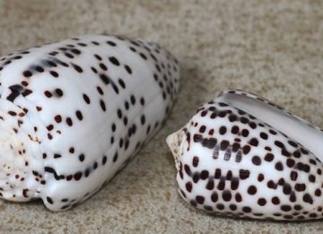 Самые опасные моллюски